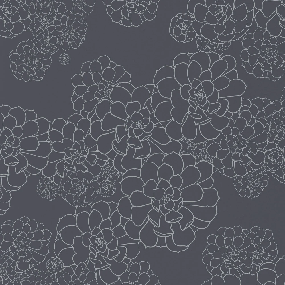 Aeonium — Blue Blood